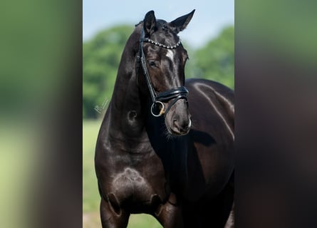 KWPN, Mare, 5 years, 16,1 hh, Black