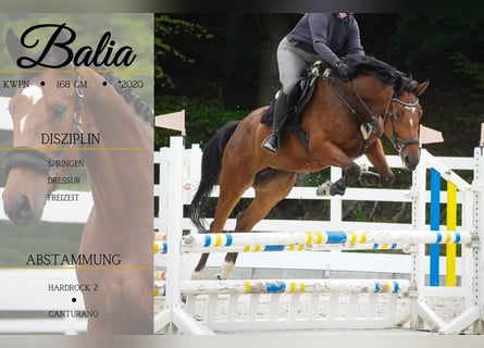 KWPN, Mare, 5 years, 16,1 hh, Black