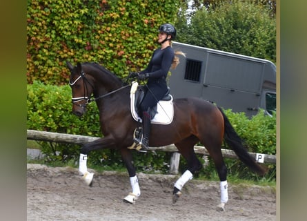 KWPN, Mare, 5 years, 16,1 hh, Brown
