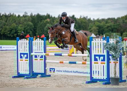 KWPN, Mare, 5 years, 16,1 hh, Brown