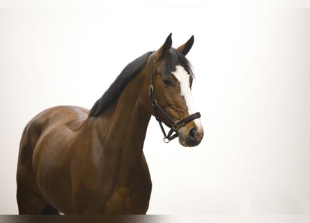 KWPN, Mare, 5 years, 16,1 hh, Brown