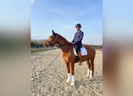 KWPN, Mare, 5 years, 16,1 hh, Chestnut-Red
