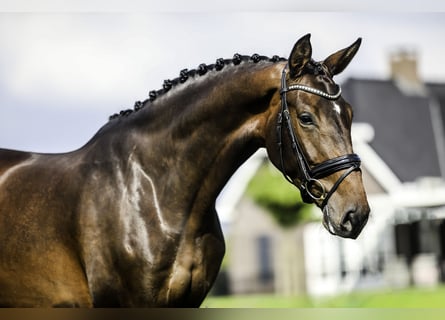 KWPN, Mare, 5 years, 16,2 hh, Bay-Dark