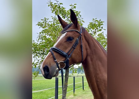 KWPN, Mare, 5 years, 16,2 hh, Brown