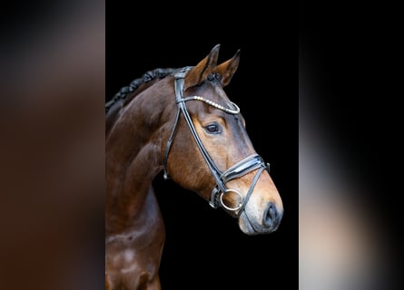 KWPN, Mare, 5 years, 16,2 hh, Brown