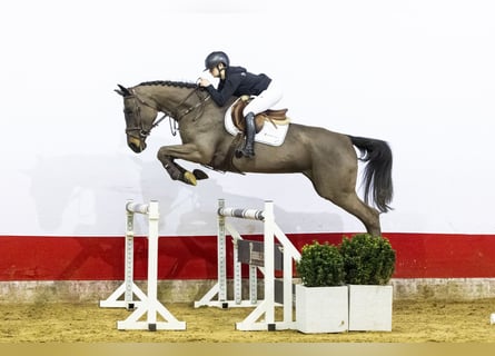 KWPN, Mare, 5 years, 16,2 hh