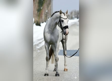 KWPN, Mare, 5 years, 16,2 hh, White