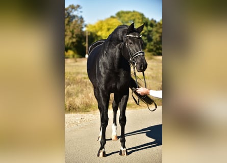 KWPN, Mare, 5 years, 16,3 hh, Black