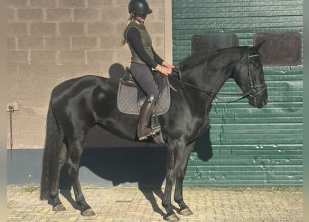 KWPN, Mare, 5 years, 16,3 hh, Black