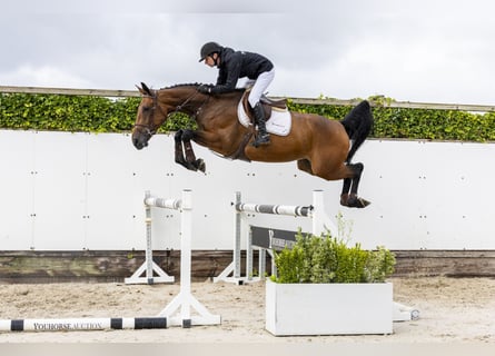 KWPN, Mare, 5 years, 17 hh, Bay-Dark