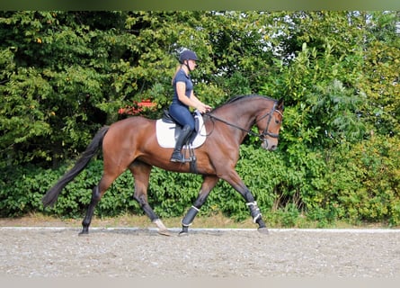 KWPN, Stute, 5 Jahre, 17 hh, Brauner