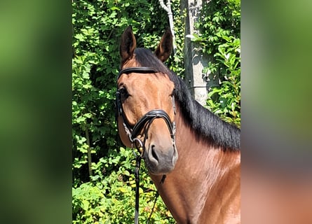 KWPN, Mare, 5 years, 17 hh, Brown