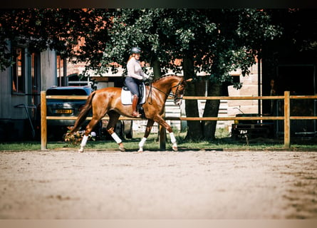 KWPN, Mare, 5 years, 17 hh, Chestnut