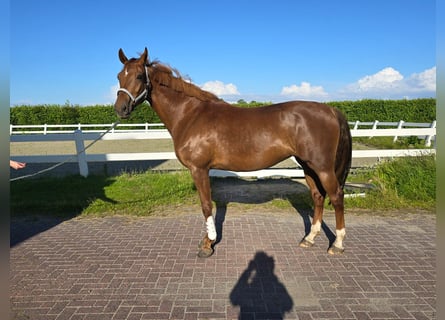 KWPN, Mare, 5 years, 17 hh, Chestnut-Red