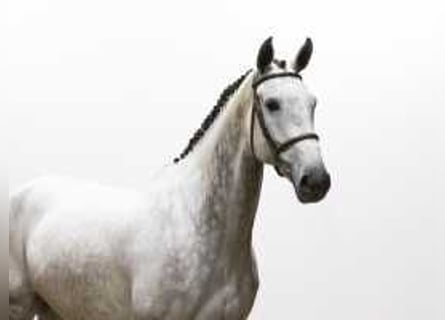 KWPN, Mare, 5 years, 17 hh, Gray