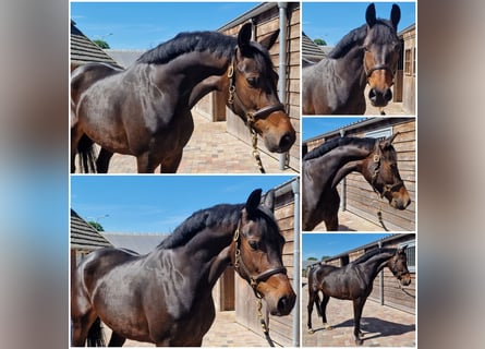 KWPN, Mare, 5 years