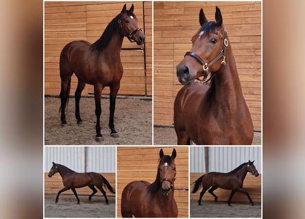 KWPN, Mare, 5 years