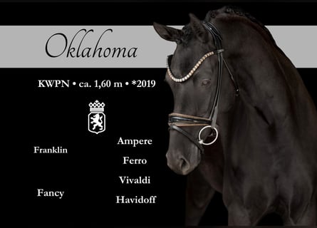 KWPN, Mare, 6 years, 15.2 hh, Black
