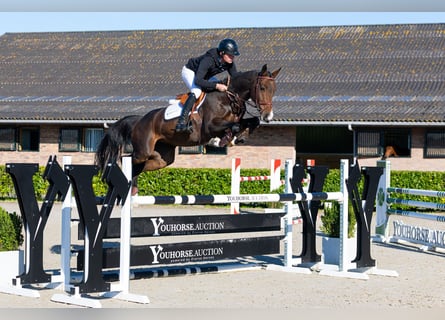 KWPN, Mare, 6 years, 15.2 hh, Brown