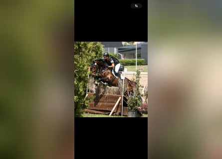 KWPN, Mare, 6 years, 16.1 hh, Bay-Dark