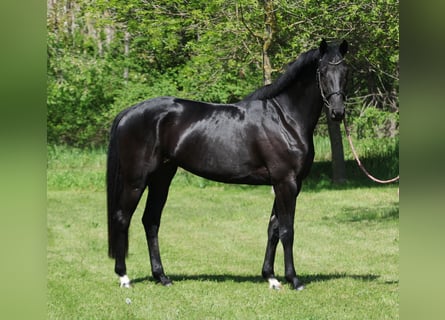 KWPN, Mare, 6 years, 16.1 hh, Black