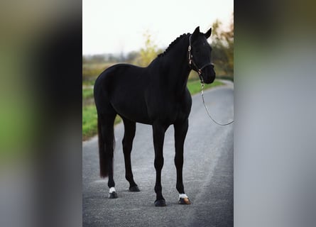 KWPN, Mare, 6 years, 16,1 hh, Black