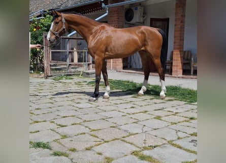 KWPN, Mare, 6 years, 16.1 hh, Brown
