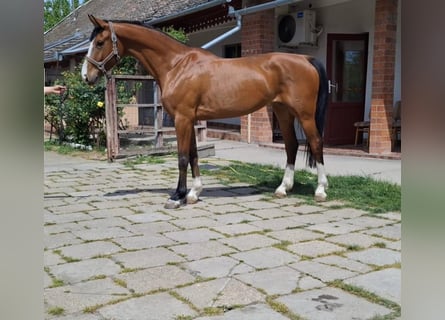 KWPN, Mare, 6 years, 16.1 hh, Brown