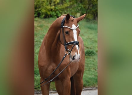 KWPN, Mare, 6 years, 16.1 hh, Chestnut-Red