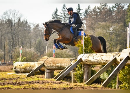 KWPN, Mare, 6 years, 16,2 hh, Brown