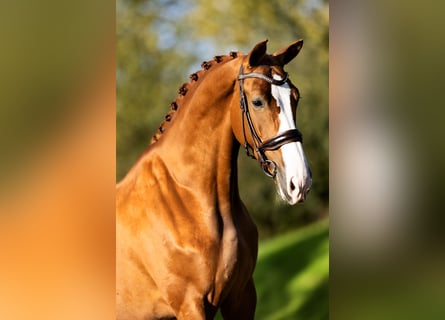 KWPN, Mare, 6 years, 16,2 hh, Chestnut-Red