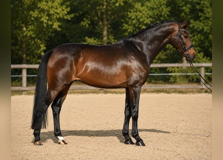 KWPN, Mare, 6 years, 16.3 hh