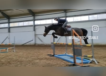 KWPN, Stute, 6 Jahre, 16 hh, Dunkelbrauner