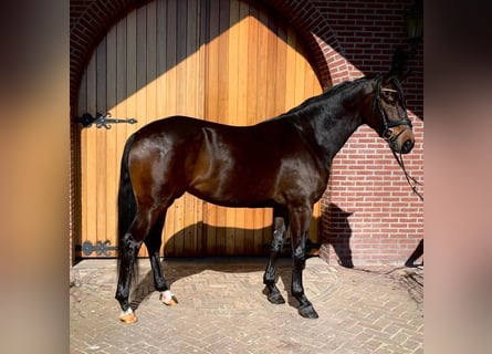 KWPN, Mare, 6 years, 16 hh, Bay-Dark