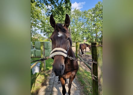 KWPN, Stute, 6 Jahre, 16 hh, Dunkelbrauner