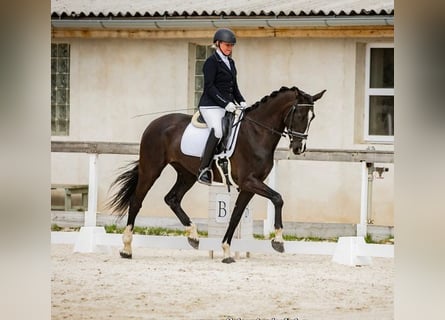 KWPN, Mare, 6 years, 16 hh, Black