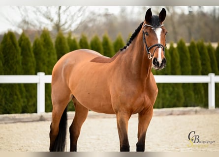 KWPN, Mare, 6 years, 16 hh, Brown