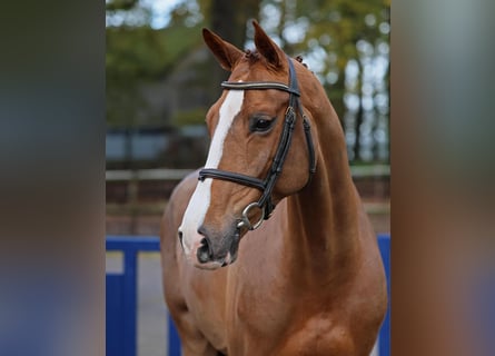 KWPN, Mare, 6 years, 16 hh, Brown