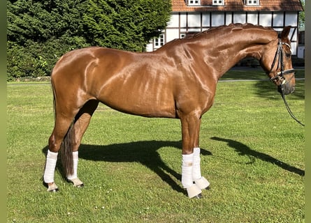 KWPN, Mare, 6 years, 16 hh, Chestnut-Red