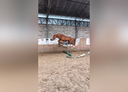 KWPN, Mare, 6 years, 16 hh, Chestnut-Red