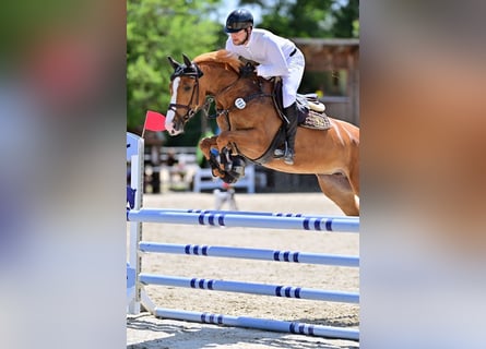 KWPN, Mare, 6 years, 16 hh, Chestnut-Red