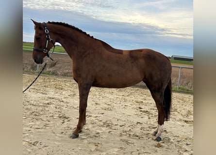 KWPN, Mare, 6 years, 16 hh, Chestnut