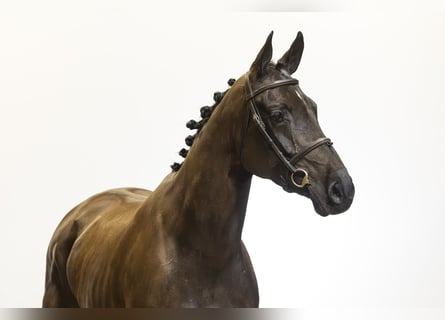 KWPN, Mare, 6 years, 16 hh, Smoky-Black