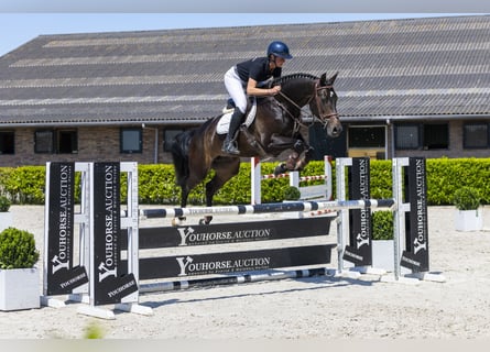 KWPN, Mare, 6 years, 16,1 hh, Bay-Dark