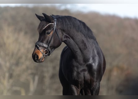 KWPN, Mare, 6 years, 16,1 hh, Bay-Dark