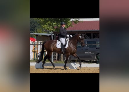 KWPN, Mare, 6 years, 16,1 hh, Bay-Dark