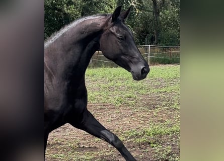 KWPN, Mare, 6 years, 16,1 hh, Black