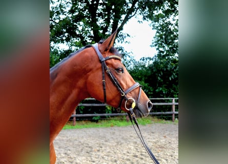 KWPN, Mare, 6 years, 16,1 hh, Brown