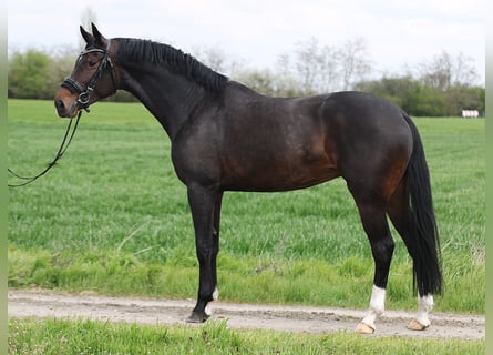 KWPN, Mare, 6 years, 16,1 hh, Brown