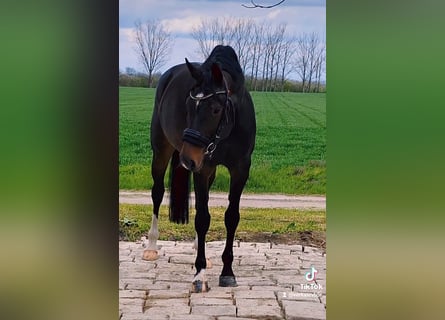 KWPN, Mare, 6 years, 16,1 hh, Brown